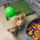 Majesty Pet Hotels - Pet Services