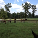 Edgebrook Equestrian Center - Stables