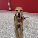 The Dog Stop - Katy - Pet Services