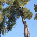 Tri-Cities Tree Service-Cabin Fever - Tree Service