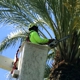 Newbury Park Tree Service