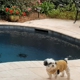 Southern Style Pool Services