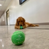 Digs Dog Care gallery