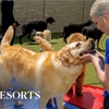 K9 Resorts Luxury Pet Hotel Penfield gallery