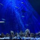 SEA LIFE Michigan Aquarium - Public Aquariums