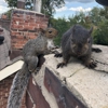 Critter Control Dallas Ft Worth gallery