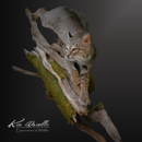 Expressions of Wildlife - Taxidermists