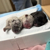 Billings Animal Family Hospital gallery