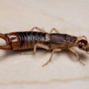 TruPest Solutions - Pest Control Services