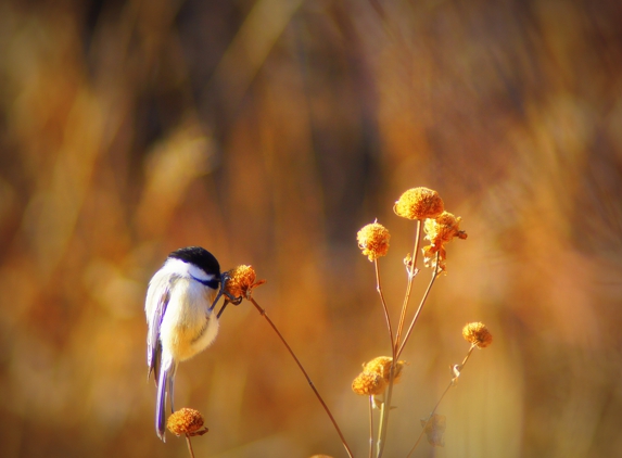 RhondaVision Photography - Morrison, CO