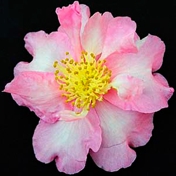 Gallery Image Number 4
