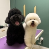 Barky Lounge gallery
