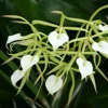 Odom's Orchids Inc gallery