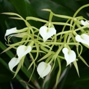 Odom's Orchids Inc - Greenhouses