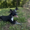 AweDogs Dog Training gallery