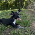 AweDogs Dog Training