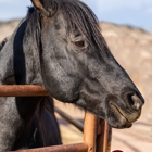 Sylvan Dale Guest Ranch & Wedding Venue