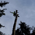HornButte Tree Service