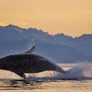 Alaska Shore Excursions - Boat Tours