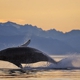 Alaska Shore Excursions