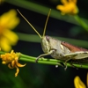 North Florida Land Trust gallery