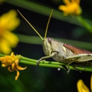 North Florida Land Trust - Environmental, Conservation & Ecological Organizations