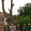 Molina Tree Service - Landscape Contractors