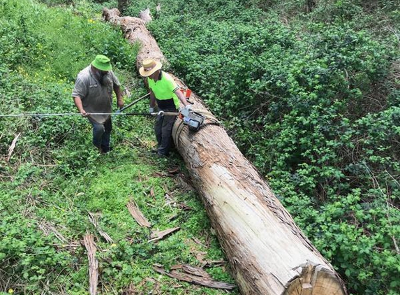 Richard Storton - Nuriootpa, SA. The log is being brought up through the blackberrys.