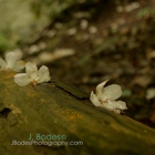 Jbodes Photography