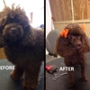 Doggie Doo's Pet Grooming gallery