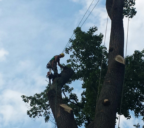 Jersey Garden Tree Service - Bloomfield, NJ