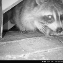 Critter Control - Pest Control Services