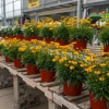 Hook's Greenhouse & Farm Market gallery