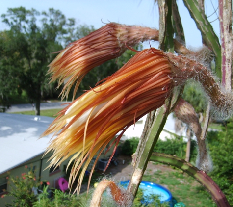 Chapmans Expert Tree Service - Daytona Beach, FL