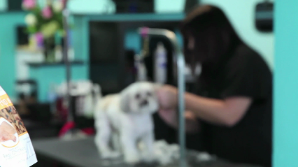 Clipper Ship Pet Grooming