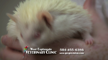 Avian & Exotic Animal Hospital of Louisiana - Pet Grooming